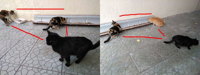 Котовторник  01.05.2018