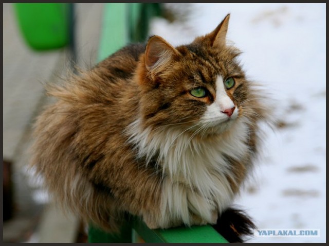 Котовторник: Кошки гаваны и другие!
