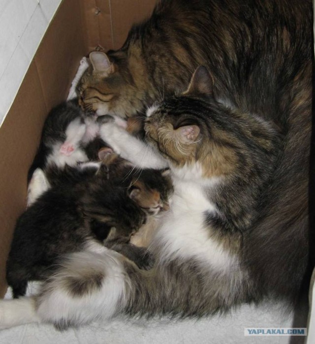 Сердечные коты