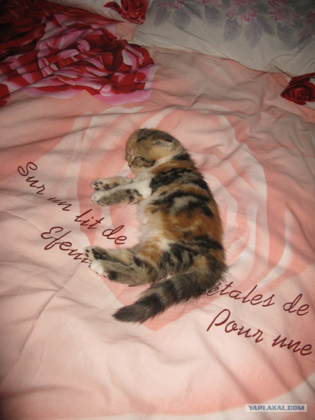 Котовторник!