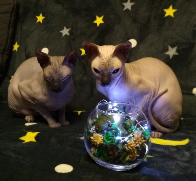 Прикольных котов пост