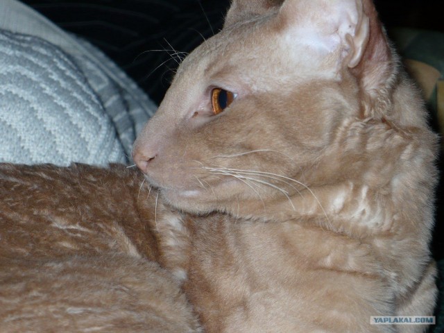 Котовторник (07.02.2012)