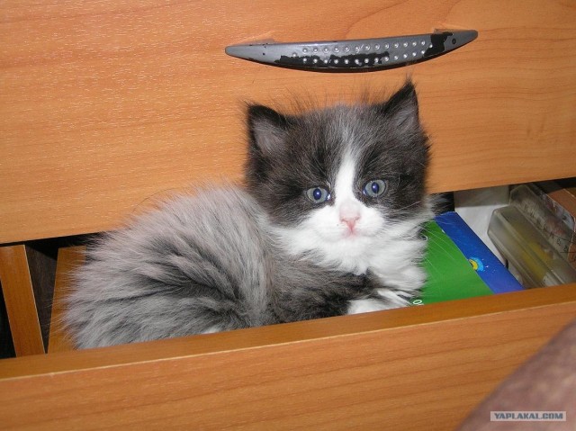 Котовторник 27.03.2012