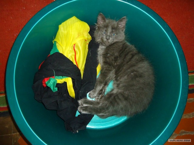 Котовторник 29.05.2012