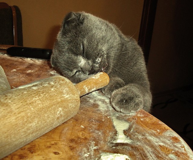 Прикольных котов пост