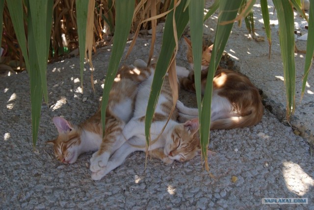 Котовторник  28.08.12