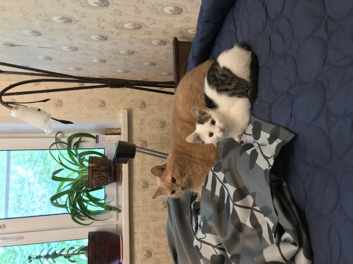 Вот так котовторник