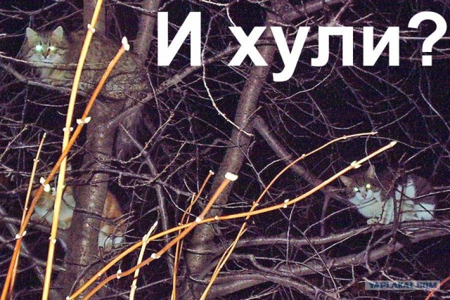 Фотожаба: Кот отакует!