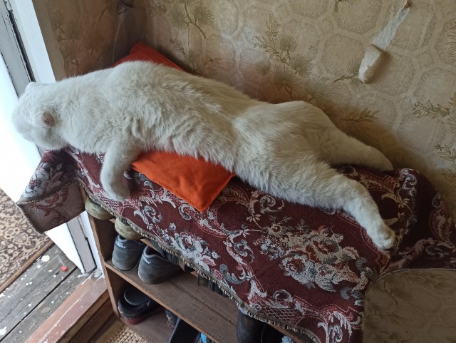Ну, с котовторником!