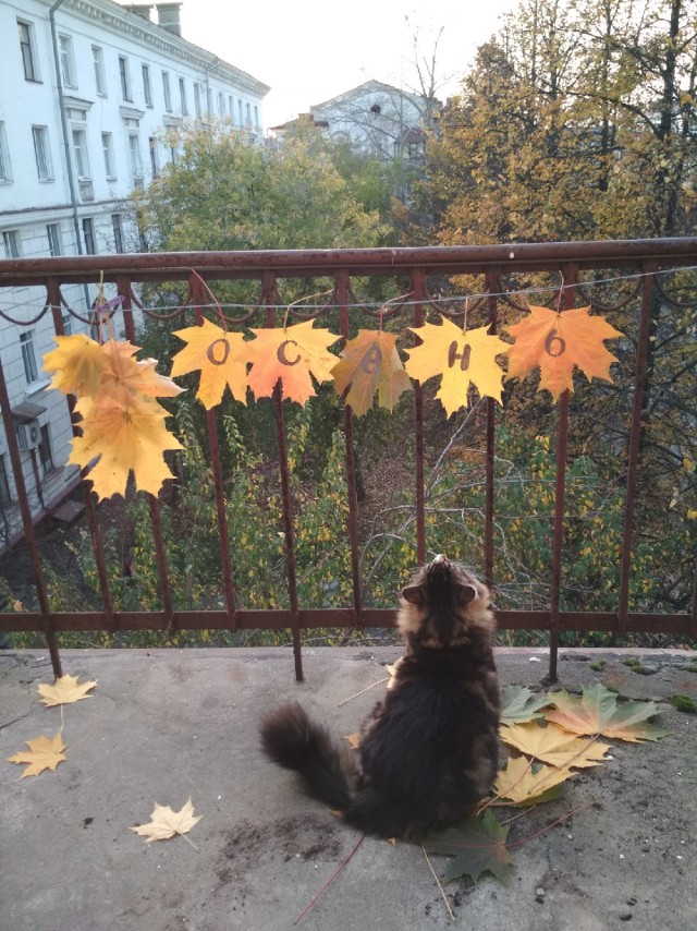 Эти забавные животные