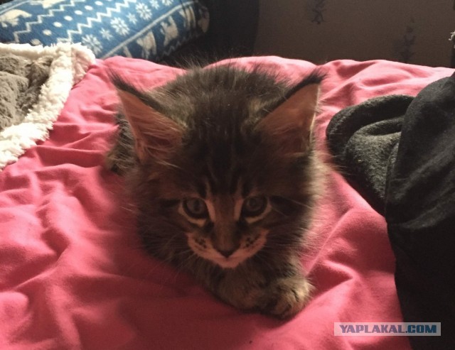 Моя красотка