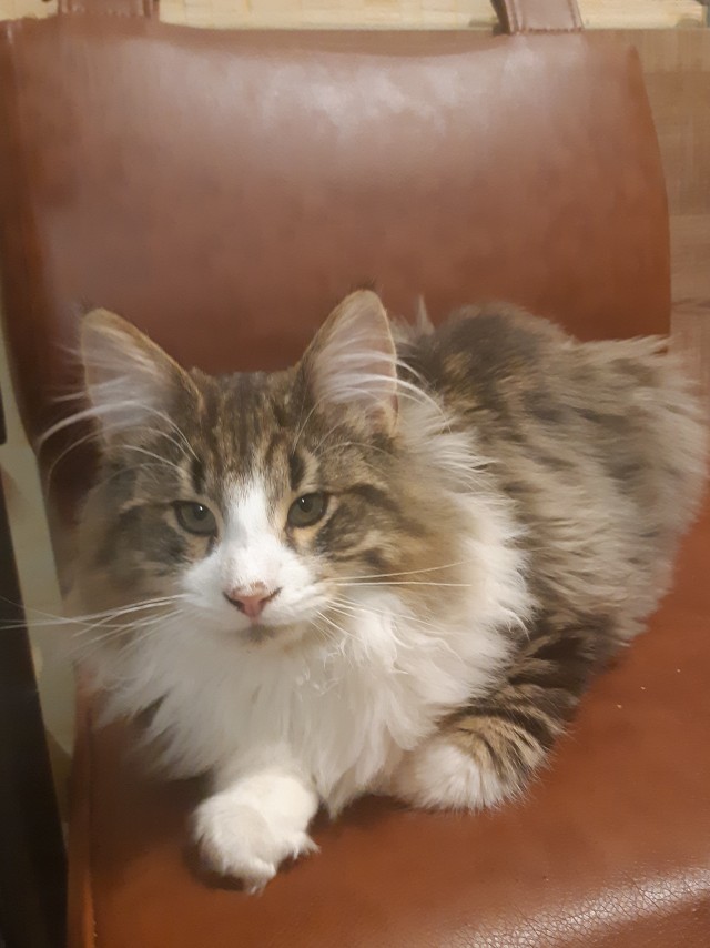 Расчехляем гладильники! - норвежский лесной уже тут