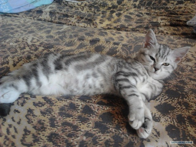 Очень стеснительный кошак