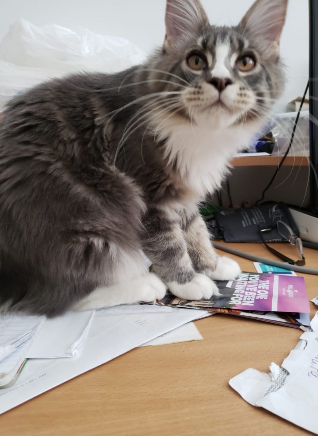 Котовторник!