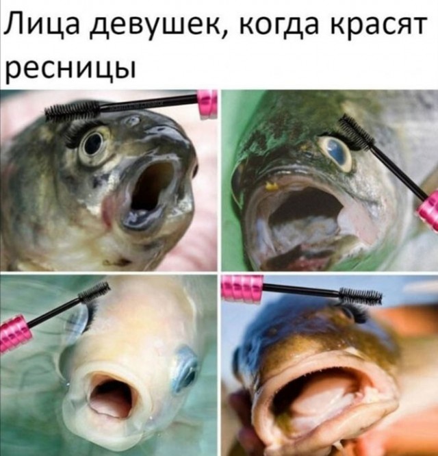 Баянисто-небаянистый юмор 15.08.21