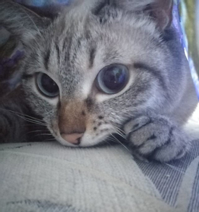 А что это мы котовторник не начинаем? Время пришло!