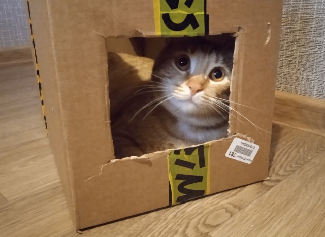 Начну котовторник чуть раньше!