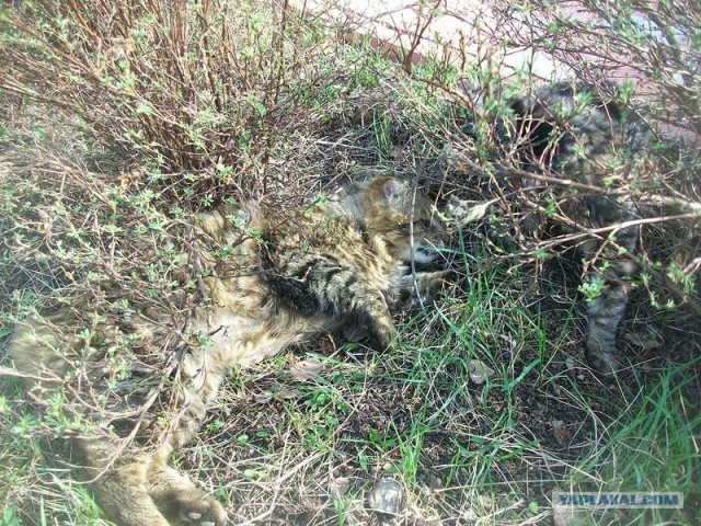 Праздник Ярилы Вешнего в Славянском Кремле
