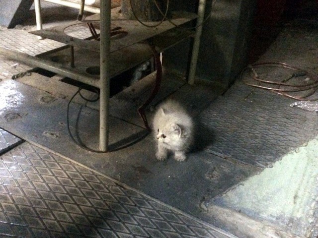Коты ишачат на заводе