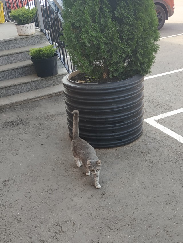 КотоФторник 23.08.22