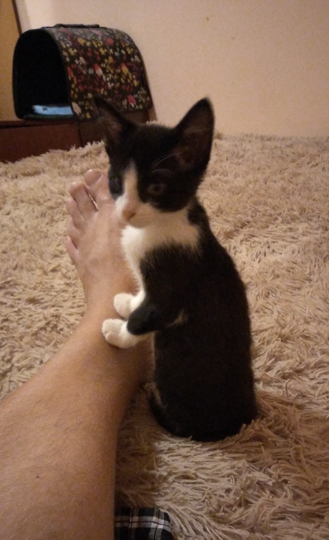 Котолампа. Кот и лампа - новый вариант старого мема