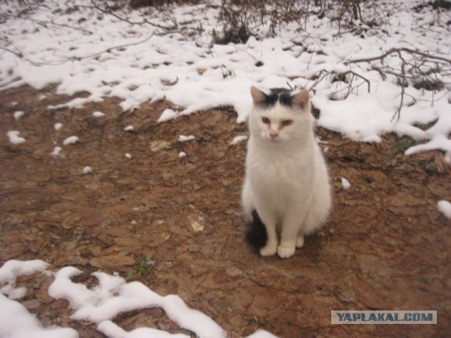 Жизнь домашнего приюта для котеек 423