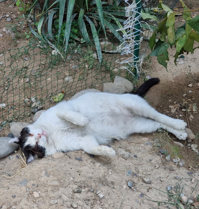 Начинаем котофторник?