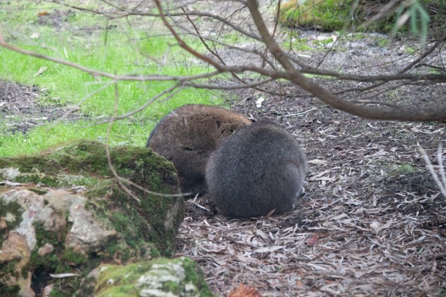Австралия Западная. Из лета в зиму