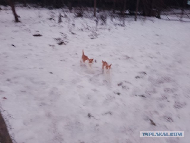 Жизнь домашнего приюта для котеек 474