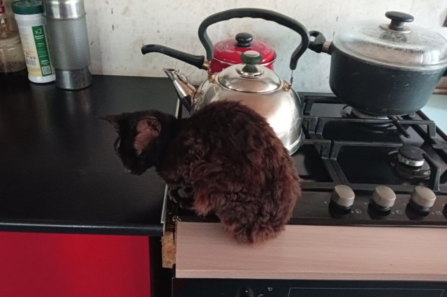 Жизнь домашнего приюта "Котоленд" 426