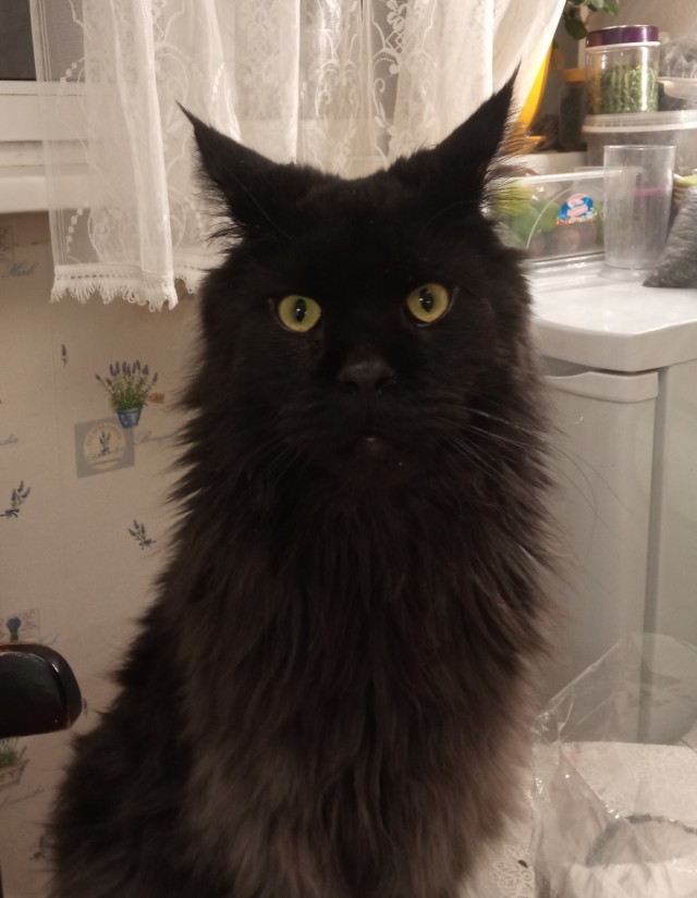 Котоконтроль в метро Стамбула