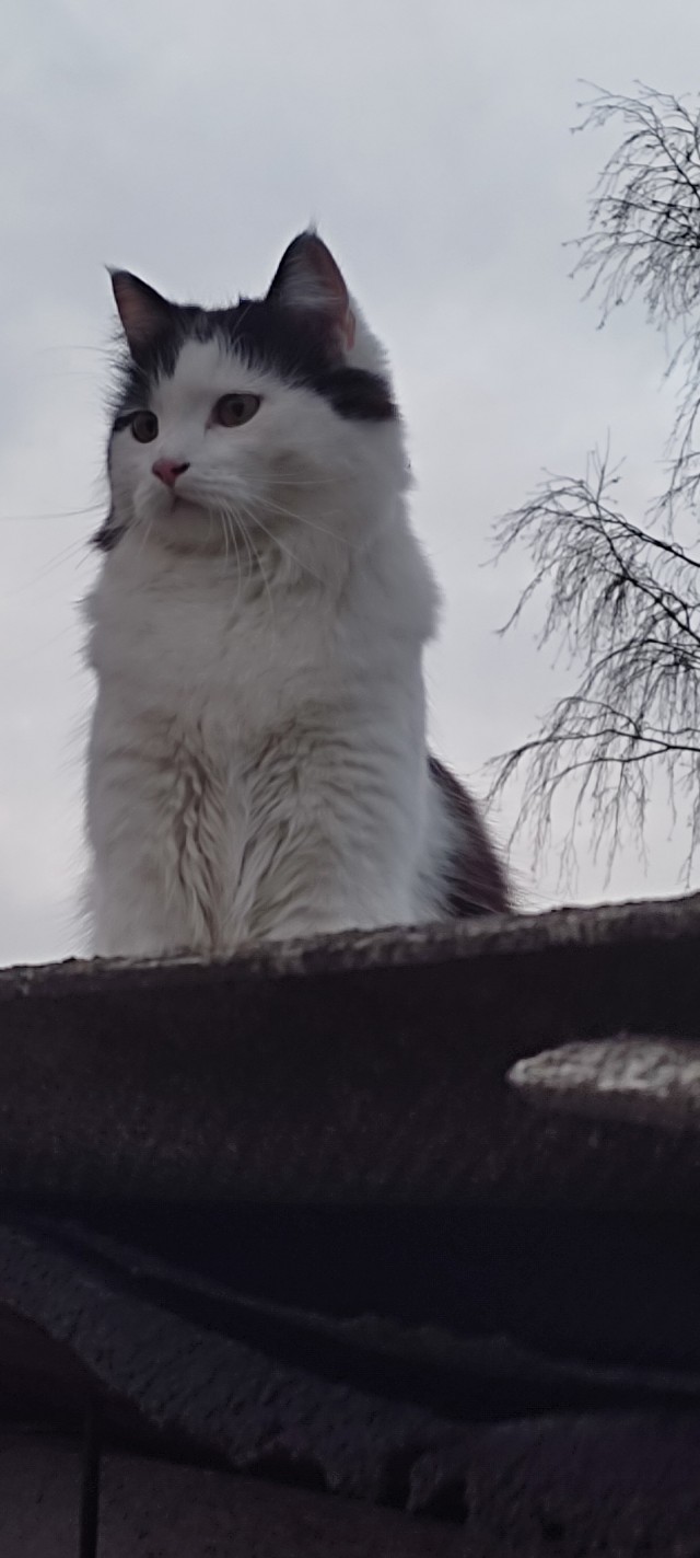 Мой котовторник