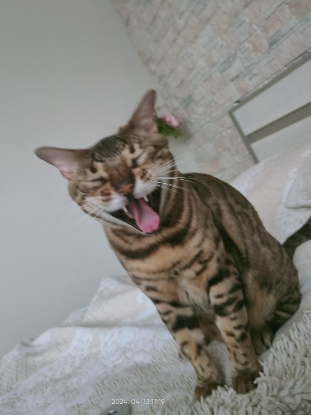 Котофторник же...