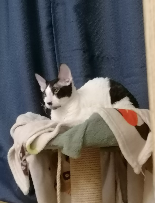 Котовторник в картинках