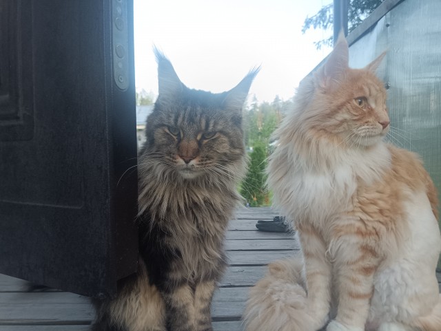 Мэйн-кун!  Котовторнику посвещается!