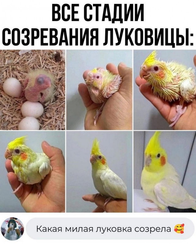 Картинки перед чисткой телефона.