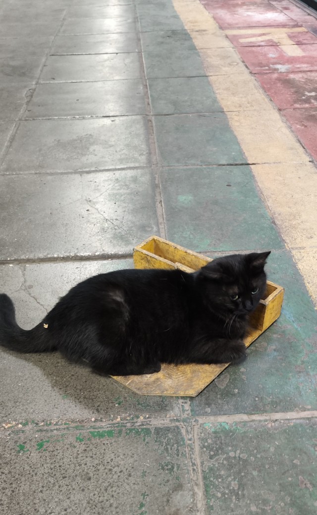 Котовторник грустный