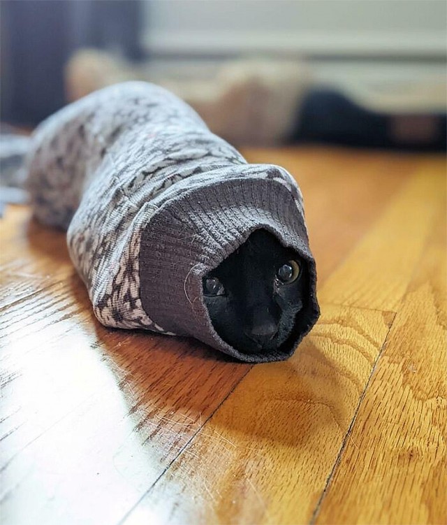 Коты, которые смирились со своей участью