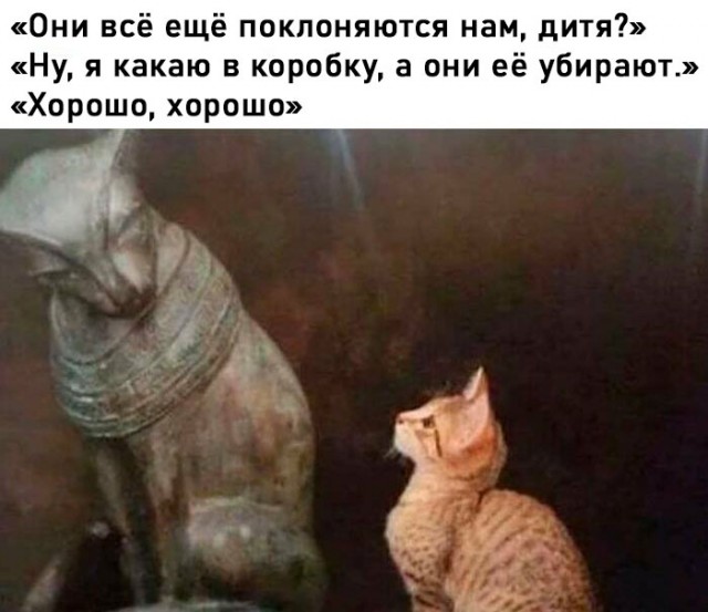 К котовторнику: подборка картинок-баянов с котиками и про котиков. Выпуск 12