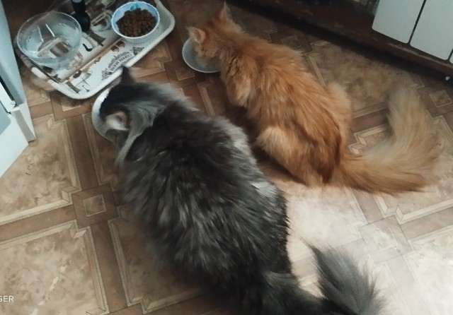 В наше время телевизор смотрят только коты