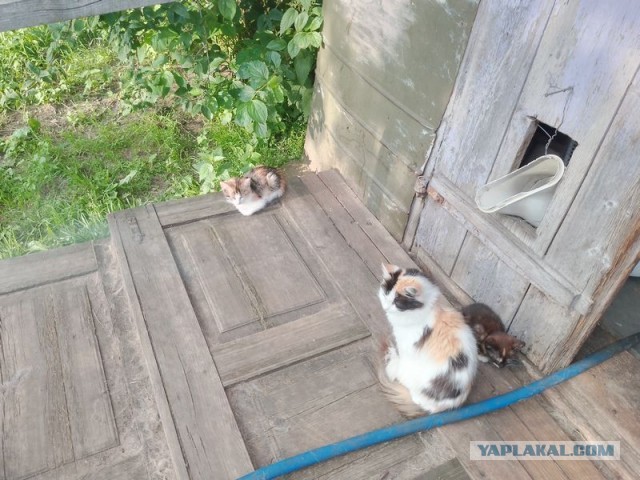 Жизнь домашнего приюта для котеек 551