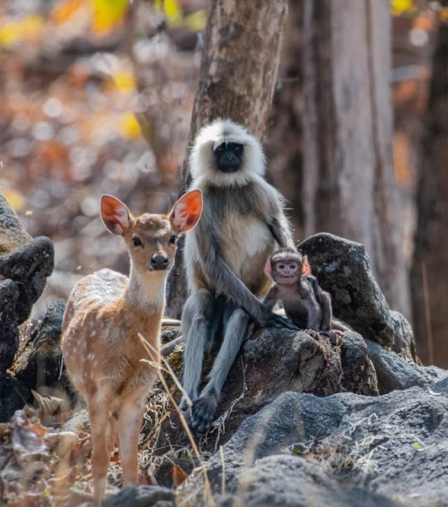 Левый снизу в правом ухе радостного оленя полудохлая мёртвая блоха, наконец-то сфотографировали фотографию на паспорт