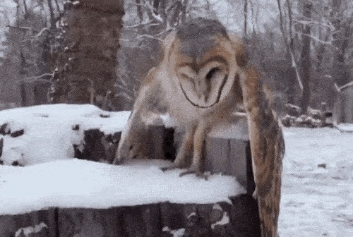 А где пьяная Сова?