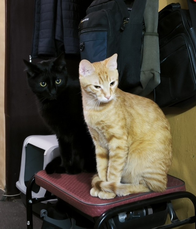 80 г => 3,1 кг (котовторник)