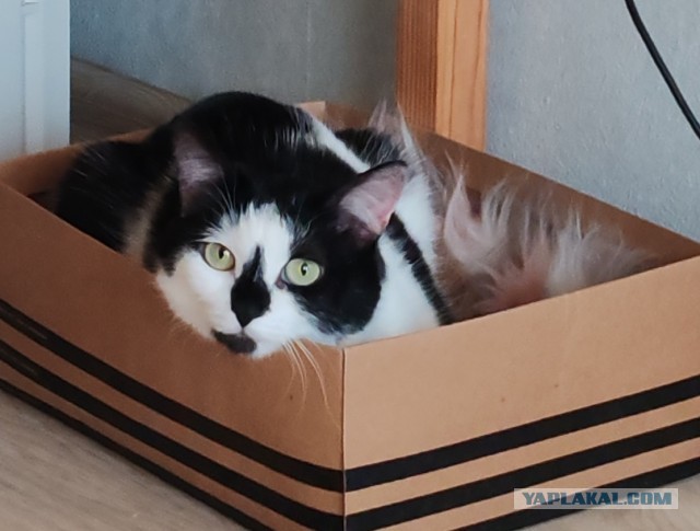 Кошатники, помогите