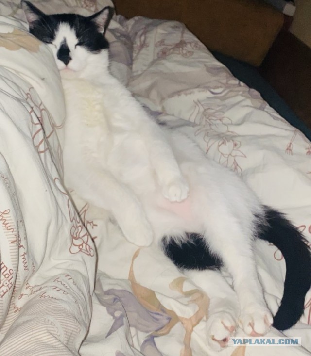 Сегодня котовторник.