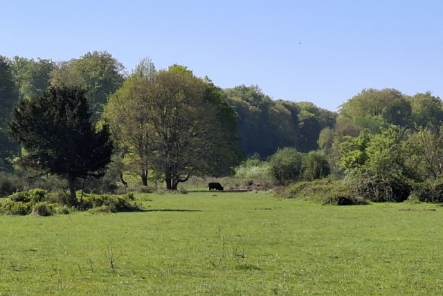 Немного природы Бельгии.