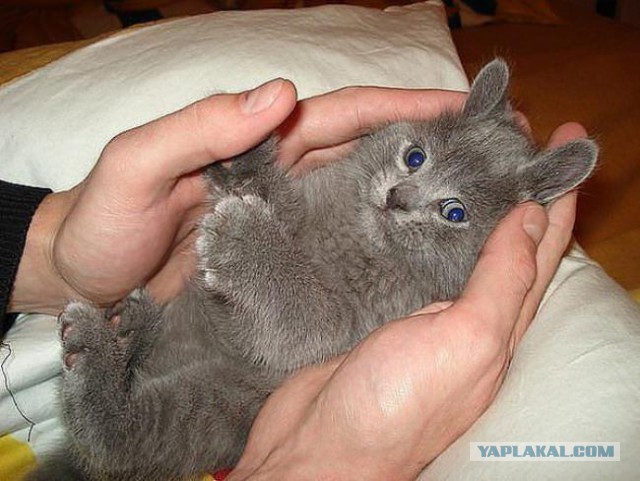 Коты ученых