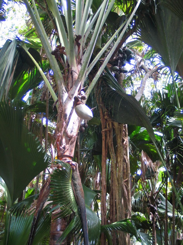 Как я съездил на Сейшелы