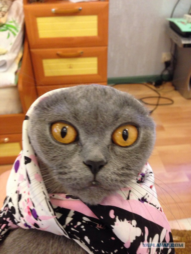 Котовторник 22.04.2014